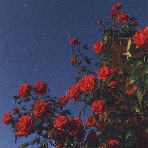 Meet your Posher, Owen